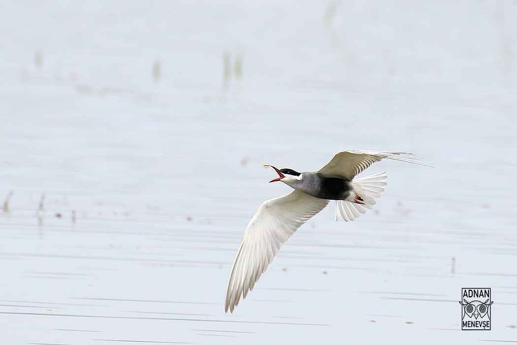 Whiskered Tern